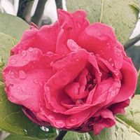 チェッカーベリー,チェッカーベリー,アネモネ・ポルト,アネモネ・ポルト,八重咲き椿の画像