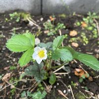 イチゴ,いちご,苺(いちご),苺(いちご),苺(いちご)の画像