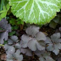 ユキノシタ,ユキノシタ,三つ葉,ミツバ,ムラサキミツバの画像