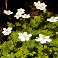 カタクリ,ニリンソウ,山椒,山野草の画像