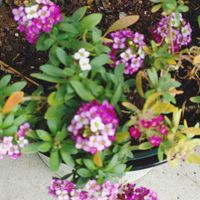 アリッサム,鉢植え,癒し,葉っぱ,花のある暮らしの画像