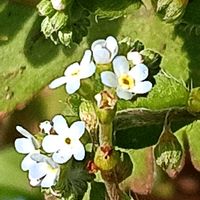 キュウリグサの画像