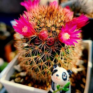 サボテン,紅稚児,赤刺カルメナエ,和歌静,ホワイトストーン クロプの画像