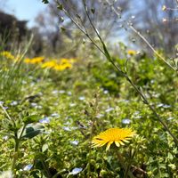 オオイヌノフグリ,ナズナ,ニホンタンポポ,コメツブツメクサ,野草の画像