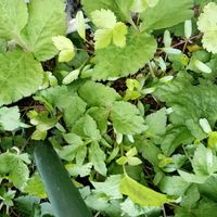 アルメリア,アルメリア,アルメリア,三つ葉,三つ葉の画像