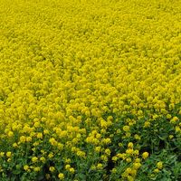 ポピー,菜の花,お散歩,ハーブのある暮らし,お猿さんの画像