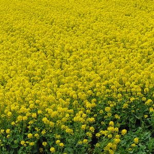 ポピー,菜の花,お散歩,ハーブのある暮らし,お猿さんの画像