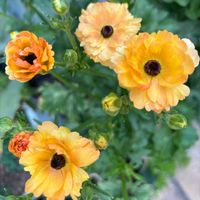 ラナンキュラスラックス　ベスタリス,かわいい,切り花,鉢植え,目の保養の画像