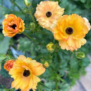 ラナンキュラスラックス　ベスタリス,かわいい,切り花,鉢植え,目の保養の画像