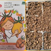 トマト,オレンジアイコ,種から,種まき,サカタのタネの画像