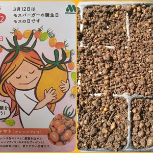 トマト,オレンジアイコ,種から,種まき,サカタのタネの画像