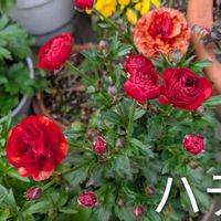 鉢植え,花のある生活,可愛い花,おでかけ先,元気に育ての画像