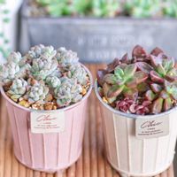 パープルドリーム, ブロンズ姫,多肉植物,多肉大好き,可愛いの画像