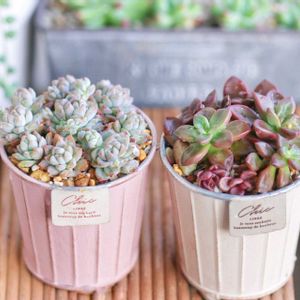 パープルドリーム, ブロンズ姫,多肉植物,多肉大好き,可愛いの画像