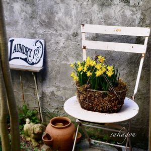 ハイゴケ,ミニスイセン テータテート,テラコッタ,古道具,ブロカントの画像