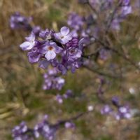 長寿桜,長寿桜,初開花,畑の画像