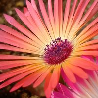 リビングストンデージー,地植え,ガーデニング,我が家,庭の画像