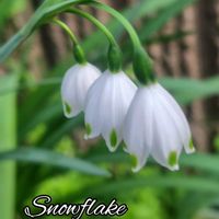 バコパ,ローダンセマム,紫木蓮,雲南サクラ草！,花のある暮らしの画像