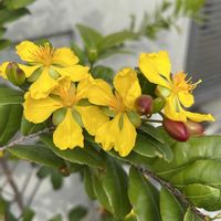 ミッキーマウスの木,お花,花散歩,花のある暮らし,植物のある暮らしの画像