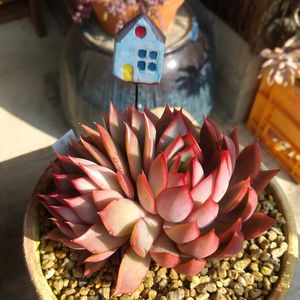 ロータスランプ,ロータスランプ,軒下の画像