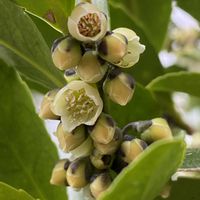 ヒサカキの画像