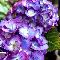 アジサイ,アジサイ メルティラブ,紫陽花 メルティラブ,紫陽花が好き♡,佐野ラーメンの画像