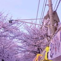 サクラ,さくら サクラ 桜,花のある暮らし,春のお花,お祭りの画像