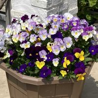 ロベリア,オーロラ,虹の玉,ビオラ,多肉植物の画像