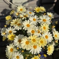 マーガレット,ボンザマーガレット,花のある暮らし,今日のお花,ガーデ二ングの画像