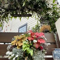 イベリス,ハツユキカズラ,ヒューケラ,ヒューケラ,カロケファルス・シルバーブッシュの画像