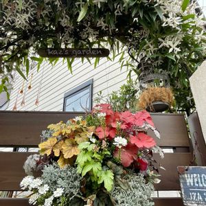 イベリス,ハツユキカズラ,ヒューケラ,ヒューケラ,カロケファルス・シルバーブッシュの画像