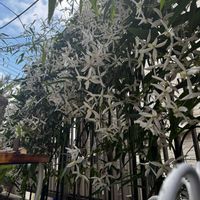 ムスカリ　ピンクサンライズ,クレマチスアーマンディ,クレマチスペトリエイ♡,サビサビ,可愛いの画像