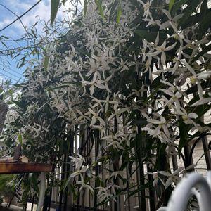 ムスカリ　ピンクサンライズ,クレマチスアーマンディ,クレマチスペトリエイ♡,サビサビ,可愛いの画像