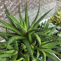 コノフィツム,ハオルチア,十二の巻,ハオルチア 特太線コンプト,白兎の画像