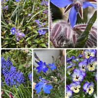 ハツコイソウ,ボリジ,ベロニカ・オックスフォードブルー,美しき青きドヨウ,２０２０年５月同期の画像