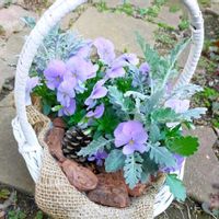 シロタエギク,ビオラ,ビオラ・ビビ・ヘブンリーブルー,寄せ植え,鉢植えの画像