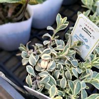 シレネ・ユニフローラ,通販,フェルトプランター,庭の画像