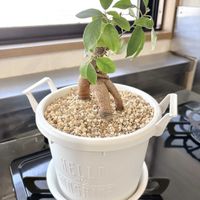 ガジュマル,ネコのいる暮らし,剪定,猫にも安全な植物の画像