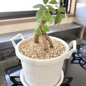 ガジュマル,ネコのいる暮らし,剪定,猫にも安全な植物の画像