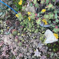 朧月,姫秋麗,秀麗,姫秀麗,斑入りタイトゴメの画像