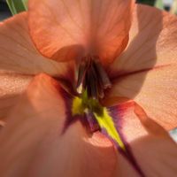 グラジオラス,グラジオラス  メリウスクルス,グラジオラス　アラタス,秋植え球根,山野草の画像