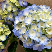 アジサイ,紫陽花,あじさい,ベランダガーデニング,ベランダの画像