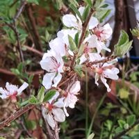 ユスラウメの画像