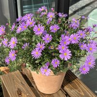 ブラキカム ブラスコ,ブラキカム ブラスコ,イングリッシュガーデン,#ガーデニング,バルコニー/ベランダの画像