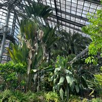 ヒスイカズラ,ヒスイカズラ,ストレチア,ストレチア,旅人の木の画像