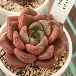 エケベリア 蕾,紅葉する多肉,エケベリア属,可愛い,美しいの画像