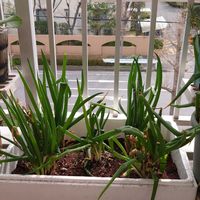 ネギ,千葉県の画像