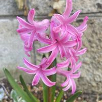 ツクシ,ヒヤシンス,プスキニア,カランコエ プミラ,水仙の画像