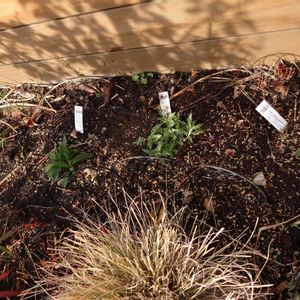 ロシアンセージ,サルビア ネモローサ カラドンナ,ロックソープワートの画像