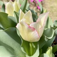 アケビ,チューリップ,デンドロビウム,ヒヤシンス,ユスラウメの画像